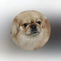 واگذاری سگ نر