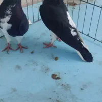 دو عدد چپ سیاه نر پرشی