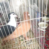 نر زرد گوک و نر شیرازی