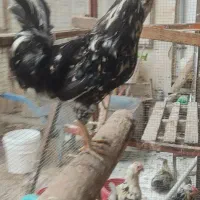 تخم مرغ گلین ریش کاکل چهل تاج فول