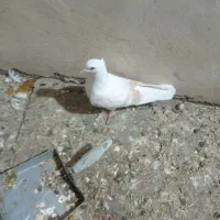 سلام ۶تا کفتر نازار|پرنده|خرمآباد, |دیوار