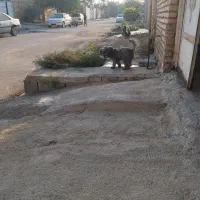 شگ شیتزو|سگ|امیدیه, |دیوار