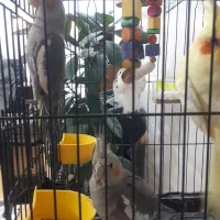 عروس هلندی توسی
