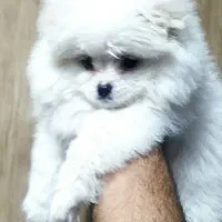 سگ پامر|سگ|خرمدره, |دیوار