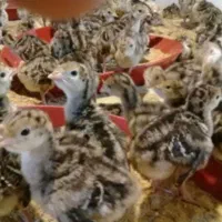 جوجه بوقلمون 3روزه