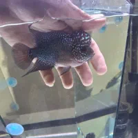 ماهی فلاور|ماهی|شاهین‌شهر, شهرک گلدیس|دیوار