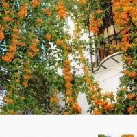 سمپاشی تخصصی|خدمات نظافت|ایلام, |دیوار