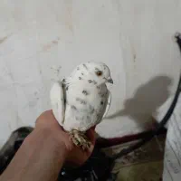 معاوضه با تسبیح