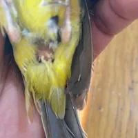 سره جنگلی خاص