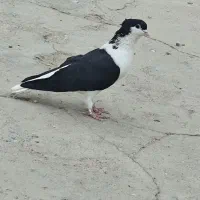 ساده سیاه