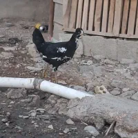 مرغ گلین