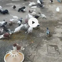 کوبتر تهرانی