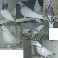 کبوتر کفتر|پرنده|الیگودرز, |دیوار