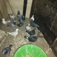 کبوتر پلاکی آلمانی تهرانی|پرنده|هشتگرد, تهران دشت|دیوار