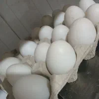 تخم اردک تازه نطفه دار