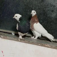 طوقی بی کاکل|پرنده|خوسف, |دیوار