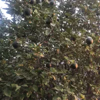 زمین تجاری کارگاهی اصلی تنگک سوم|فروش زمین و ملک کلنگی|بوشهر, |دیوار