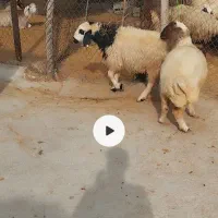 دوتا بره ماده داشتی گوسفند میش