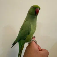 طوطی ملنگو ماده