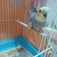 عروس هلندی|پرنده|آبدانان, |دیوار