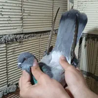 کبوتر صدادار،بالاگیر،شازده،پلاکی