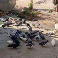 فروش بیست جفت کبوتر پلاکی|پرنده|ششده و قره بلاغ, |دیوار