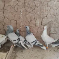 کبوتر دم سفید