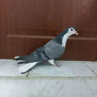 کبوتر دمگیر دوبحر ماده گرفتنی|پرنده|خمینیشهر, |دیوار