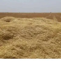 فروش کاه جو