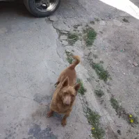 سگ فندی