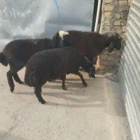 بره بره