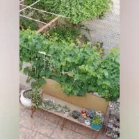 اجاره سوییت|اجارهٔ کوتاهمدت آپارتمان و سوئیت|لنجان, |دیوار