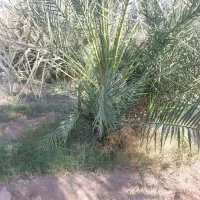 جونگ خرما|گل و گیاه طبیعی|بم, |دیوار