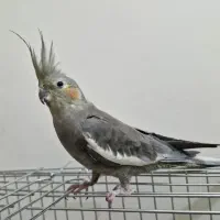عروس هلندی ماده