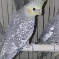 عروس خالخالی