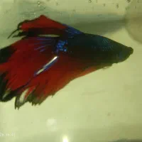 جفت ماهی فایتر