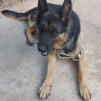 سگ ژرمن|سگ|بیدشهر, |دیوار