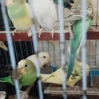 عروس هلندی ومرغ عشق|پرنده|گرگان, |دیوار