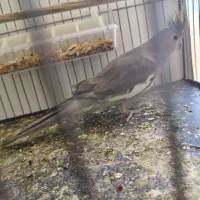 عروس هلندی|پرنده|بهاباد, |دیوار