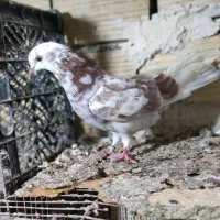 کفتر|پرنده|قشم, |دیوار