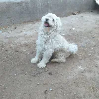 سگ پامر وشیتزو