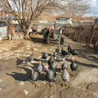 بوقلمون کردی اصیل|حیوانات مزرعه|هرسین, |دیوار