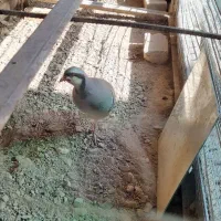 بلدرچین کوهی