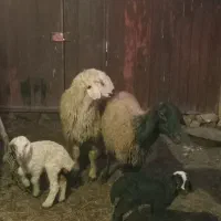 دو راس میش وبره جوان داشتی سه راس بزغاله|حیوانات مزرعه|لنجان, |دیوار