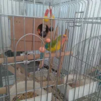 طوطی بریزیلی .کتوله