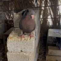 کبوتر ماده تافته ای  جوان ذات سرک