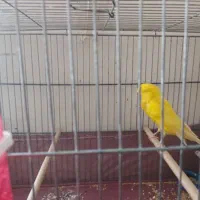قناری طلایی رسمی بلند/اماده جفت|پرنده|تهران, دردشت|دیوار