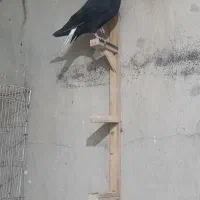 دم سفید|پرنده|نصر آباد, |دیوار