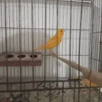 قناری ماده