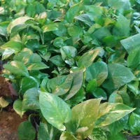 گل پتوس سبز و ابلق با قیمت فقط و فقط ۴۰ هزار تومن|گل و گیاه طبیعی|رشت, حمیدیان|دیوار